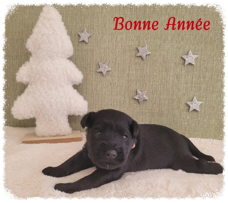 Chiot Schnauzer nain souhaite bonne année