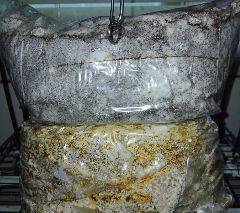coco coir vermiculite block and hardwood substrate block side by side showing difference in color an