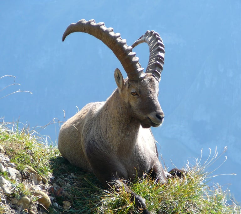Steinbock in Graubünden
