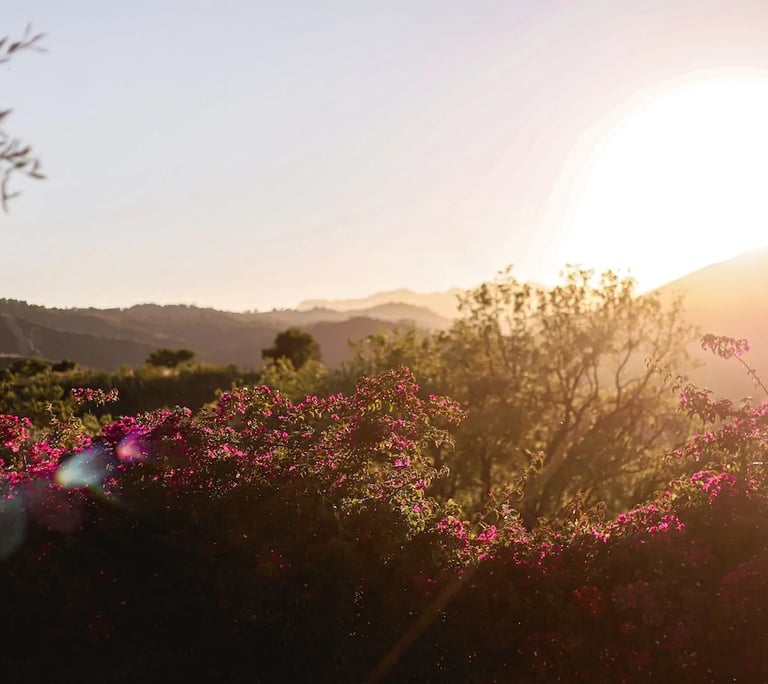 Sunset over flowering gardens and rolling hills