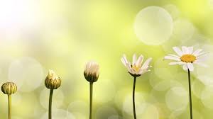 Growth, healing, recovery, renewal