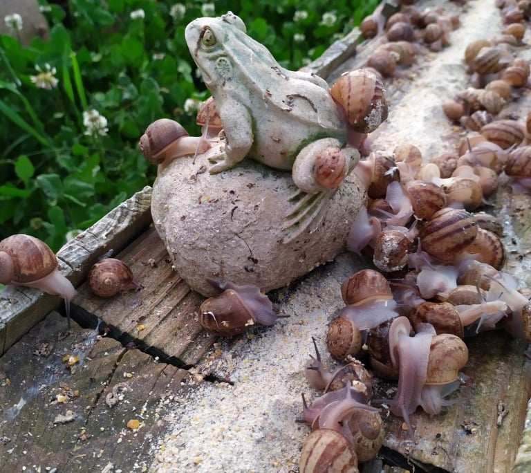 Elevage d'escargots Petits-gris à Cap'Hélix