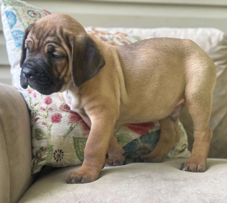 Cane Corso Puppies for Sale