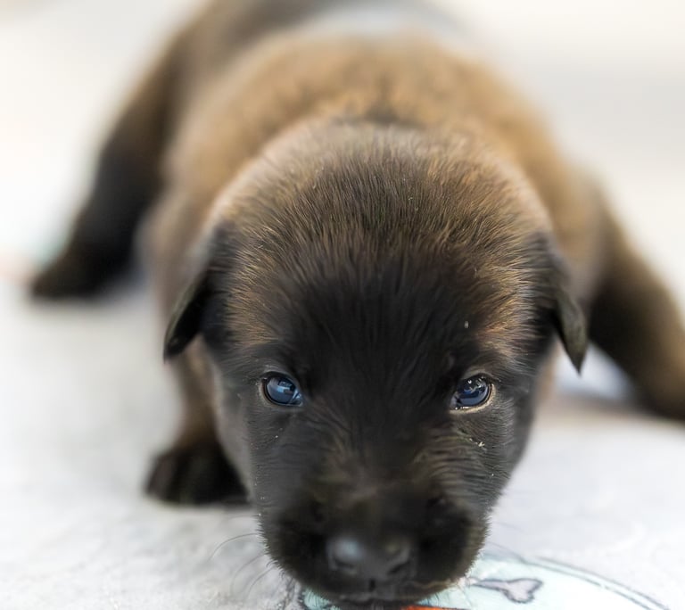 Belgian Malinois puppies for sale in Florida. Five males and three females available. July 11th 2026