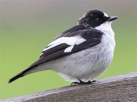 A stock image of the European pied flycatcher