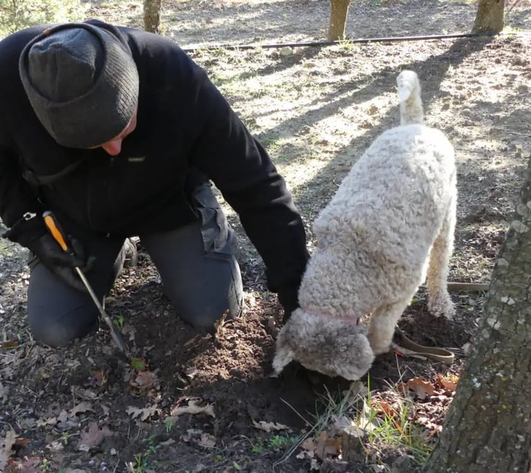 La recherche de truffe non loin du mas de l'Enclos du Soleil le Vent est une spécialité régionale