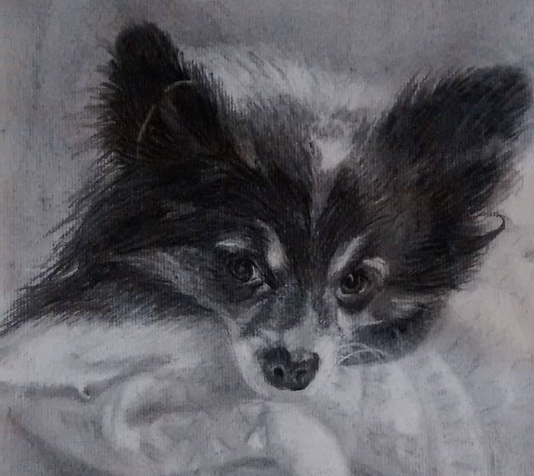 a black and white realistic charcoal drawing of a long-haired chihuahua on a blanket