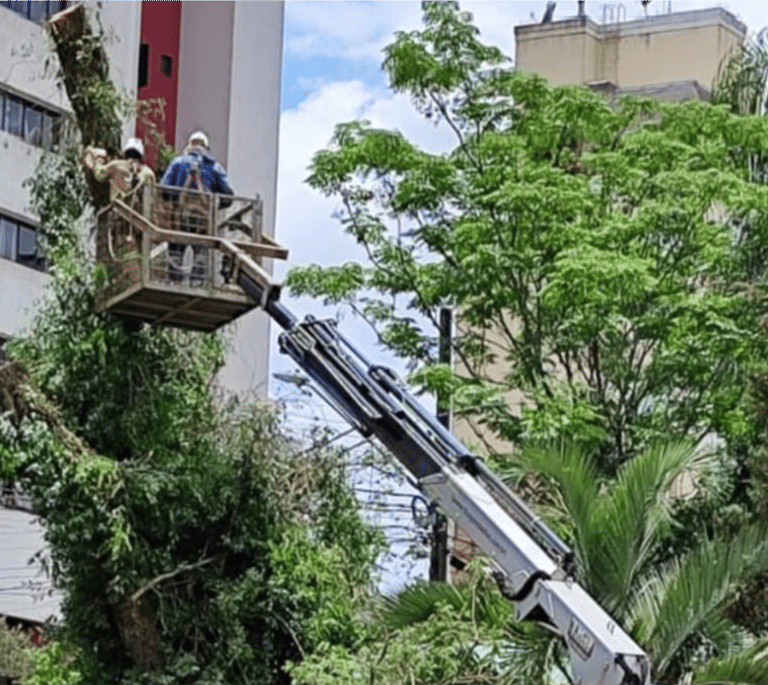 corte-arvores-curitiba-pr