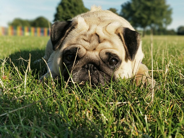 Pet dog cat training treat lay behaviour