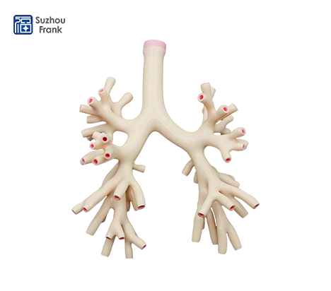 Suzhou Frank Endoscopy Simulator