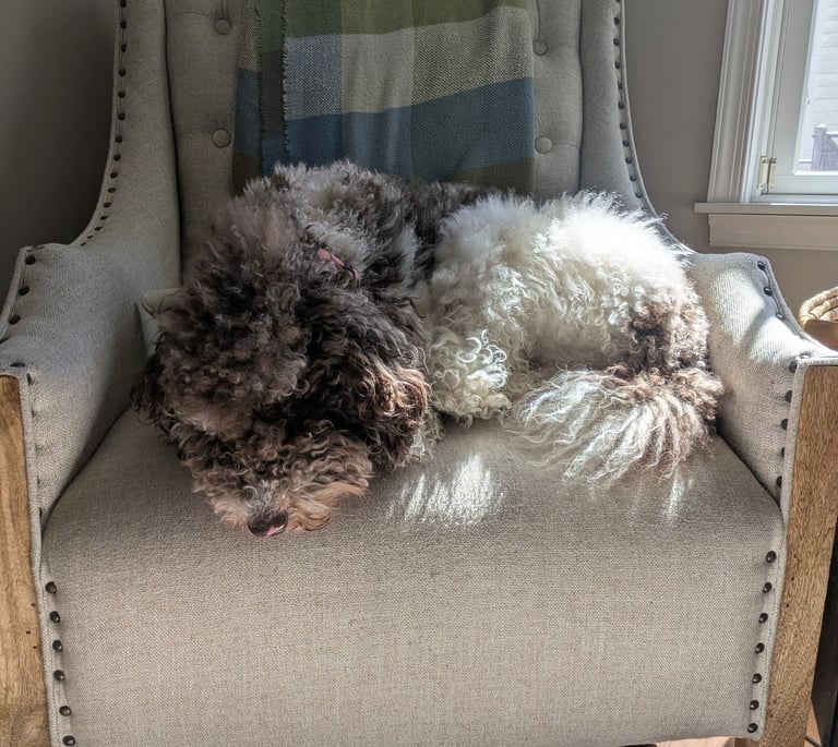 a fluffy brown and white dog laying on a tufted chair in a room