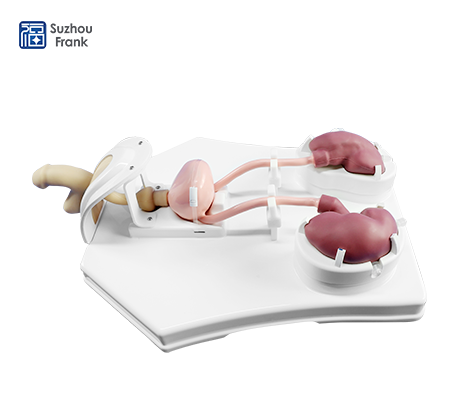 Urological Endoscopy Training Model