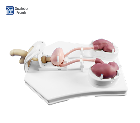 Urological Endoscopy Training Model