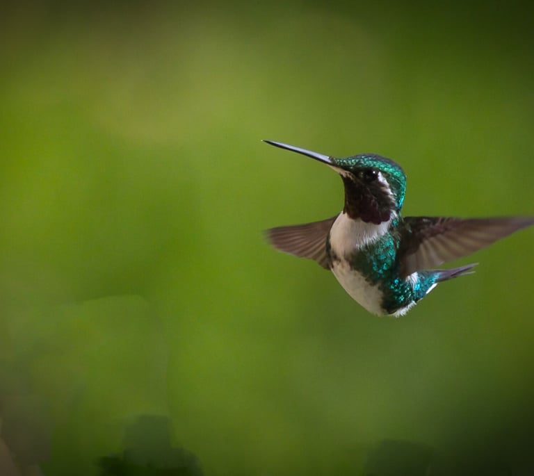 Birdwatching Abra Malaga Machu Picchu & Manu National Park 10 Days