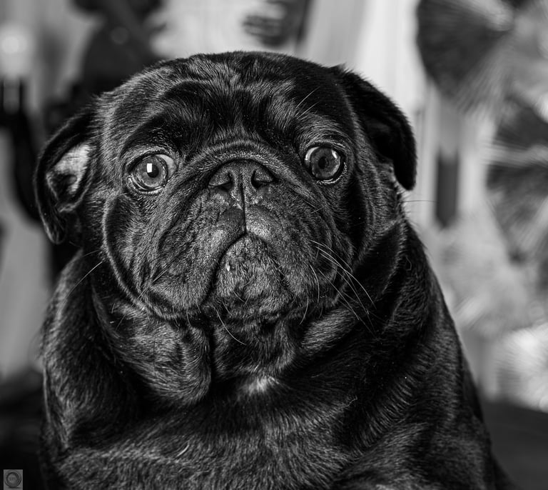 carlin interrogateur