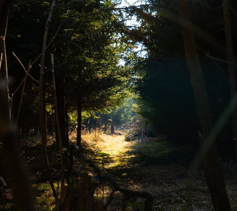 dunkler Wald, spannendes Landschafstportairt