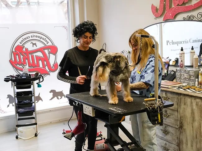 curso de peluqueria canina en madrid