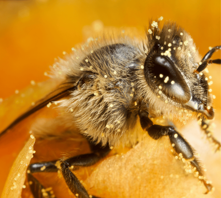 Macro shot of a fuzzy honey bee covered in yellow pollen on an orange flower petal.