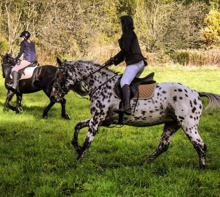 Sękiewiczówka - agroturystyka małopolska - gospodarstwo agroturystyczne dla dzieci - obozy konne