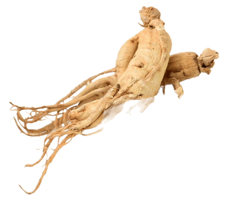 Siberian ginseng