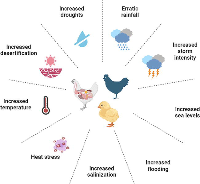 Poultry Medicines ... Antibiotics ... Nutritional Supplement ... Anticoccidial ... Anthelmintic 