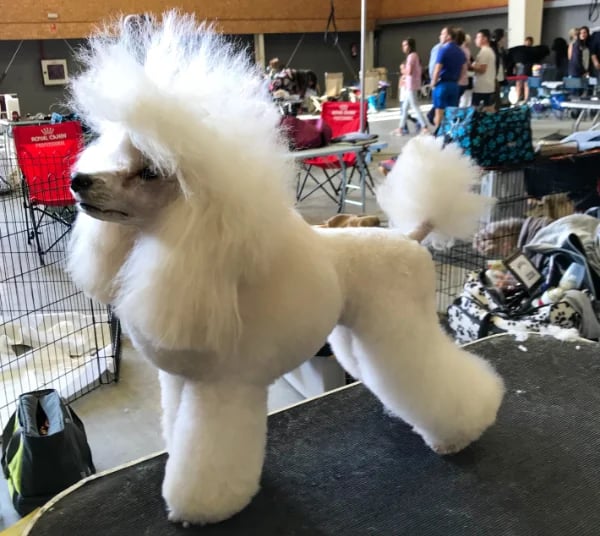 corte a tijera de una caniche de exposición por Truka