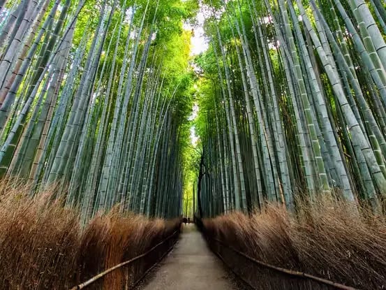Empty Arashiyama Bamboo Grove path during a private Kyoto tour.