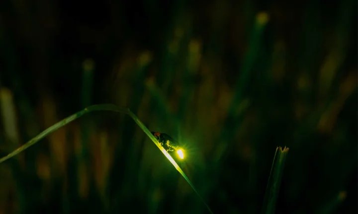 Firefly watching Puerto Princesa Palawan