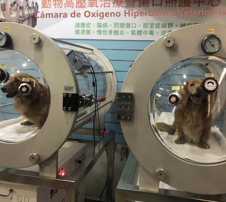 Cámara hiperbárica veterinaria