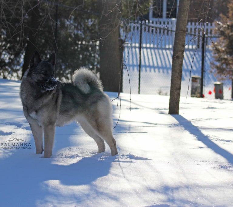 Norwegian Elkhound standing in the snow