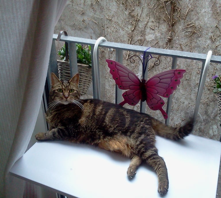 Dierenhealing