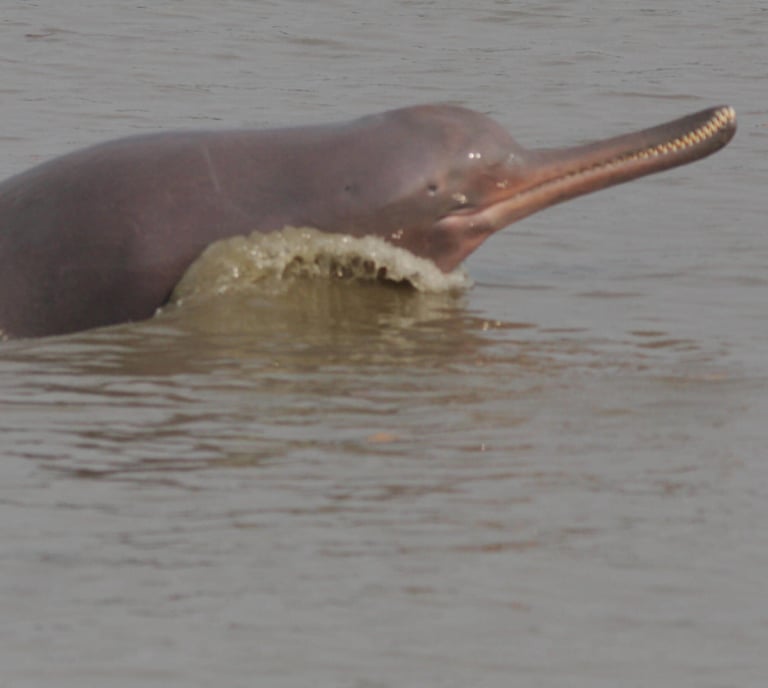 Ganges dolphins