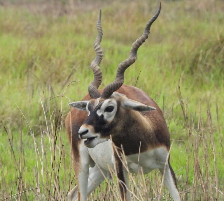 Male Black buck in Khairapur
