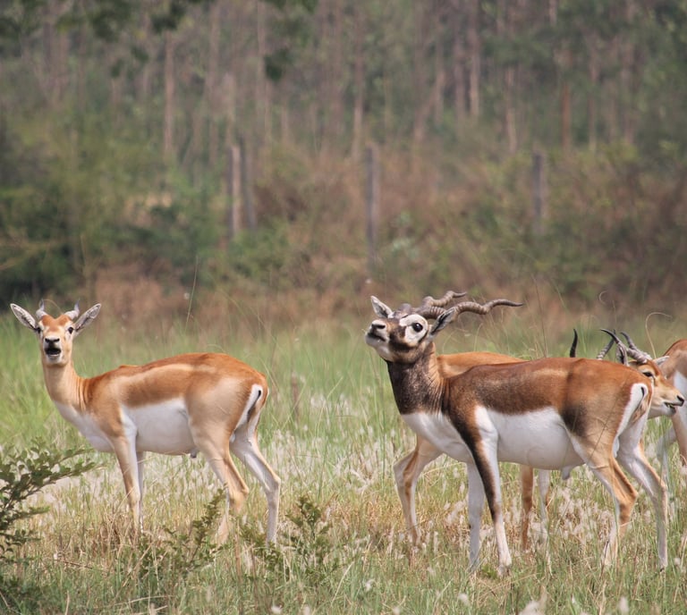 Black-buck in Khairapur reserve