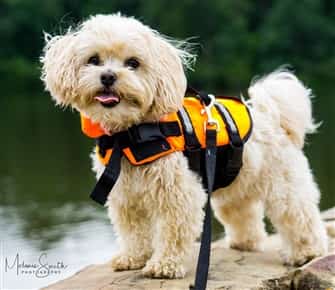 maltipoo puppy wearing a dog harness