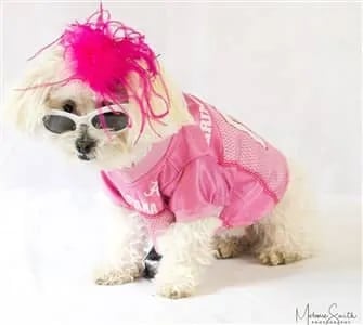 puppy wearing glasses