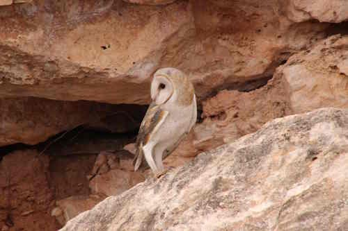 Australian Masked Owl at Nullarbor cave entrance