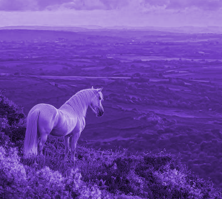 Cavalo branco observa o horizonte