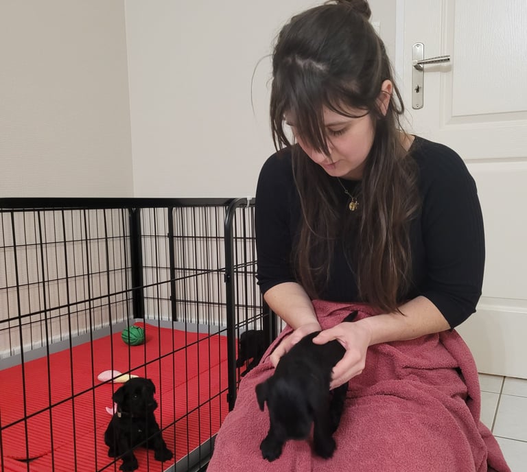 Chiot Schnauzer nain et son ostéopathe