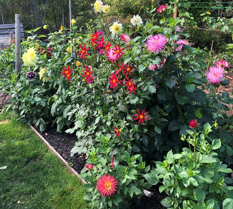 a garden with a variety of flowers and plants