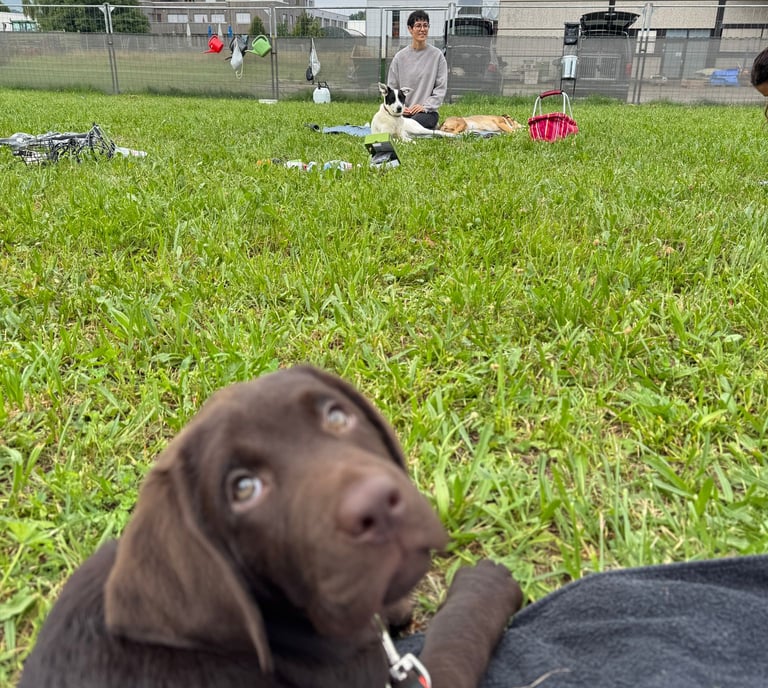 Welpenschule Frickenhausen mit der Hundetrainerin Lena Mattes