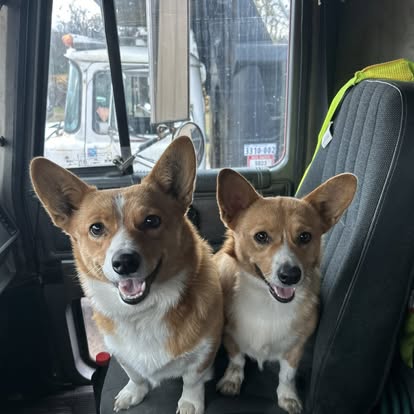 Two happy Pembroke Welsh Corgi dogs sitting together in the passenger seat of a truck cab.