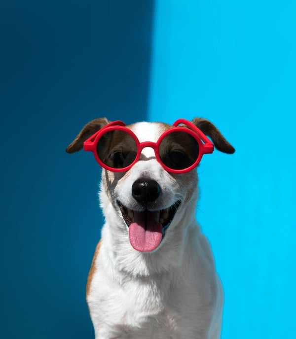 Un Jack Russell Terrier feliz con gafas de sol rojas frente a un fondo azul brillante.