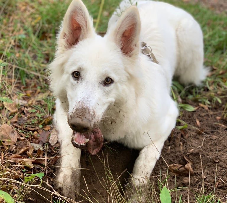 Sonate, un Berger blanc Suisse dans la boue