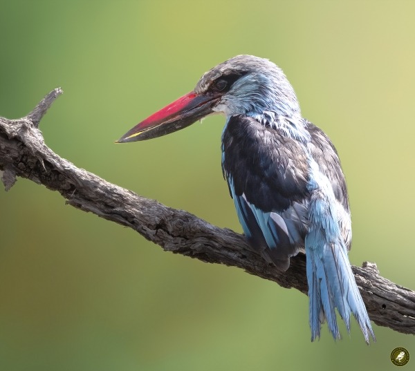 Blue-breasted Kingfisher perched on a branch in The Gambia