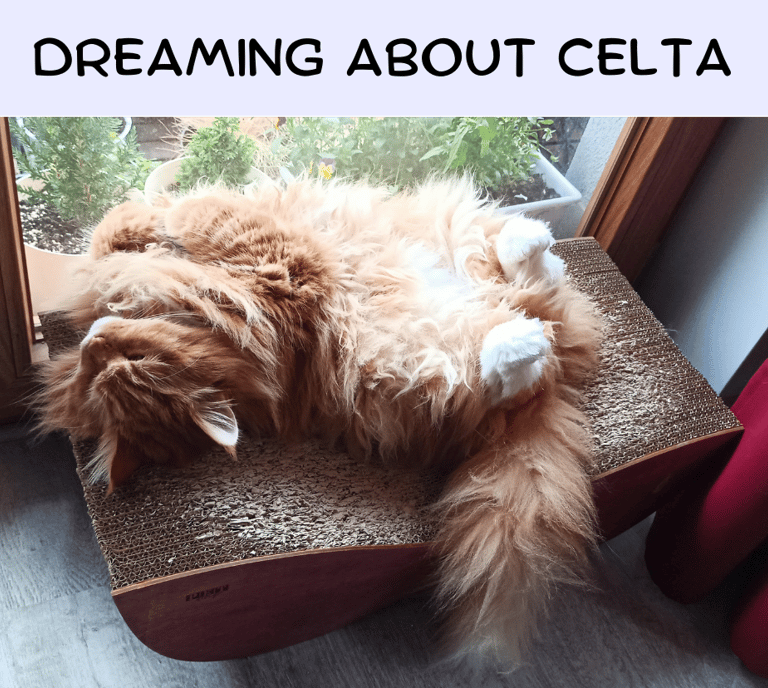 CELTA online blog