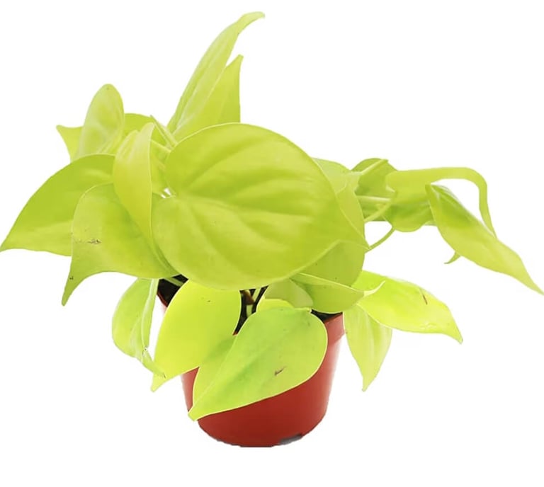 Neon heartleaf philodendron Lemon Lime climbing moss pole with bright green leaves indoors