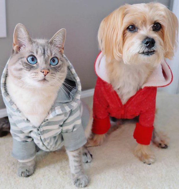 Un gato de ojos azules con una sudadera sentado junto a un perro que lleva una sudadera roja