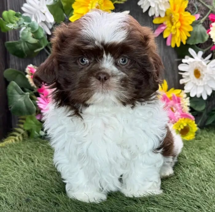 Shih Tzu puppy for sale