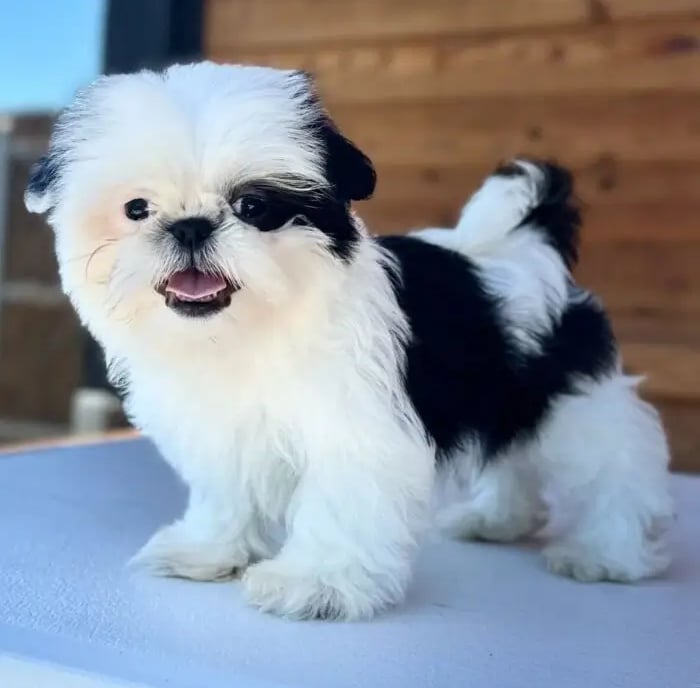 Shih Tzu puppies for sale by owner